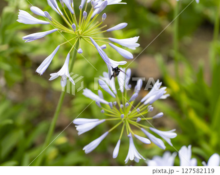 アガパンサスの花とクマバチ 127582119