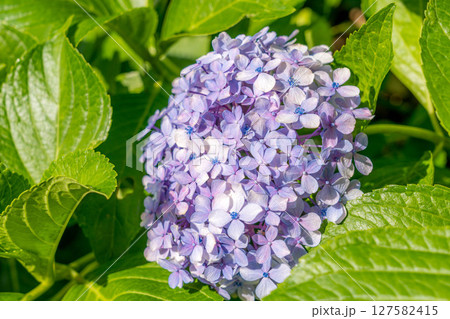 真夏の日差しとあじさいの花~眩しい季節~ 真夏の日差しとあじさいの花~眩しい季節~ 127582415