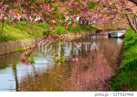 笠松町の河津桜ロード 127582466