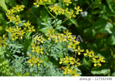 黄色いルーの花 黄色いルーの花 127582486
