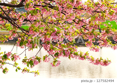 笠松町の河津桜ロード 笠松町の河津桜ロード 127582494