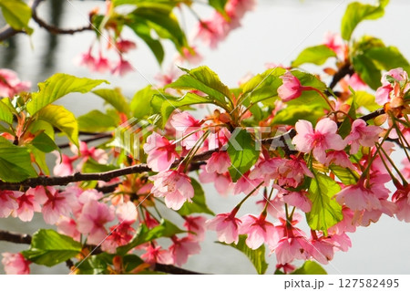 笠松町の河津桜ロード 笠松町の河津桜ロード 127582495