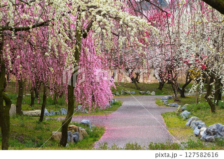 いなべ市梅林公園 127582616