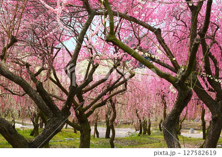 いなべ市梅林公園 127582619