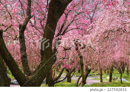 いなべ市梅林公園 127582631