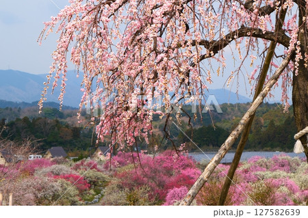 いなべ市梅林公園 いなべ市梅林公園 127582639