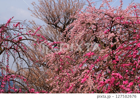 いなべ市梅林公園 127582676