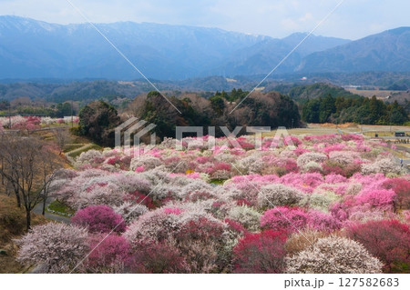 いなべ市梅林公園 127582683