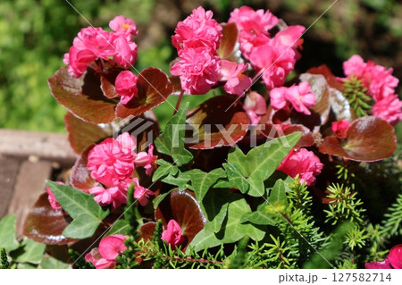 ピンク色の八重咲きベゴニア 127582714