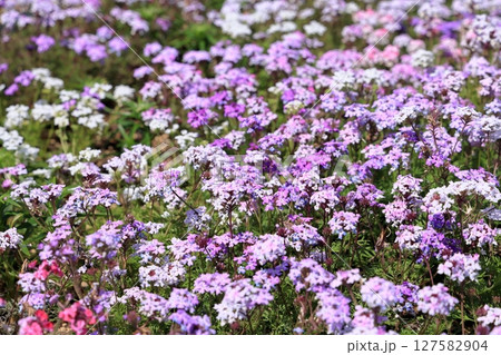 花壇に咲く満開の花 127582904