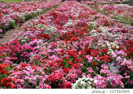 花壇に咲く満開のなでしこ 花壇に咲く満開のなでしこ 127582905