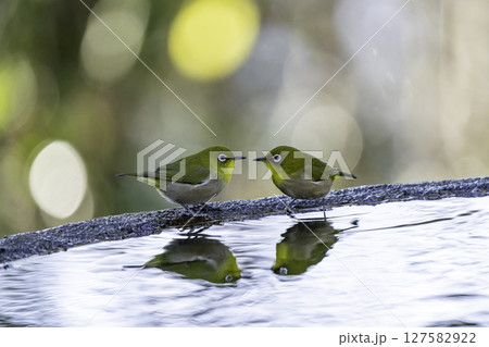 見つめ合うメジロ 127582922