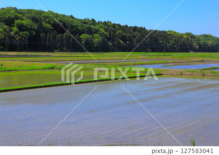 田植え直後の水田 127583041