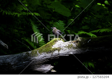 日光浴をするカワガラス 127583204