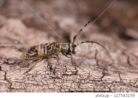 生き物　昆虫　シラオビゴマフケシカミキリ、細か毛が密集した中に疎らに太い毛があります 127583239
