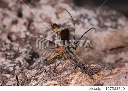 生き物　昆虫　シラオビゴマフケシカミキリ、飛ぶ！翅の下の柔らかそうな皮膚が丸見え 127583240