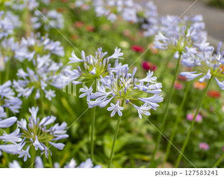 道沿いの花壇に咲くアガパンサス 道沿いの花壇に咲くアガパンサス 127583241