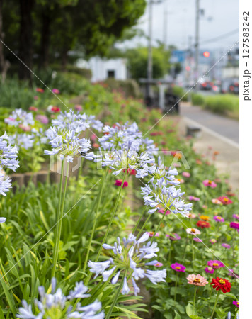 道沿いの花壇に咲くアガパンサス 道沿いの花壇に咲くアガパンサス 127583242
