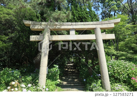 住吉神社のあじさい(兵庫県明石市) 住吉神社のあじさい(兵庫県明石市) 127583271