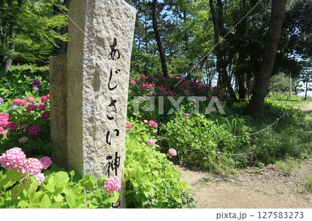 住吉神社のあじさい（兵庫県明石市） 127583273