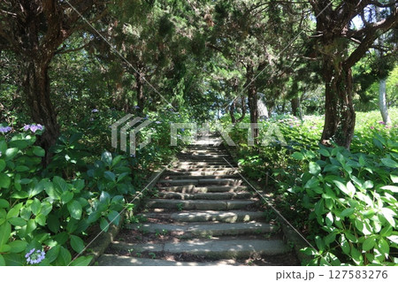住吉神社のあじさい(兵庫県明石市) 住吉神社のあじさい(兵庫県明石市) 127583276