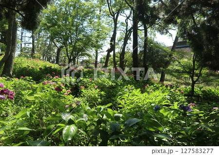住吉神社のあじさい(兵庫県明石市) 住吉神社のあじさい(兵庫県明石市) 127583277