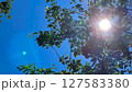 日差しが眩しい 127583380