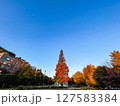 紅葉した大木 127583384