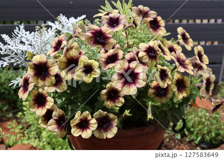 シックな花色ペチュニアの鉢植え シックな花色ペチュニアの鉢植え 127583649