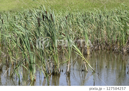ガマの穂 127584257