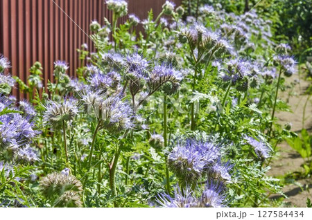 Spring flowering of delicate phacelia in the garden. 127584434