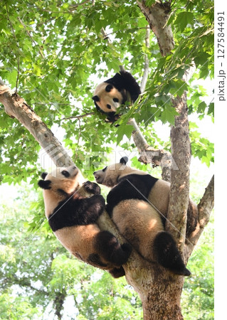 木登りジャイアントパンダ 木登りジャイアントパンダ 127584491