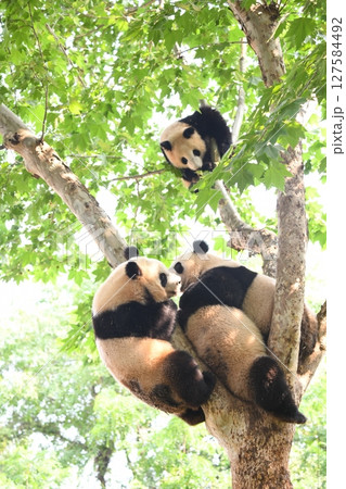木登りジャイアントパンダ 木登りジャイアントパンダ 127584492