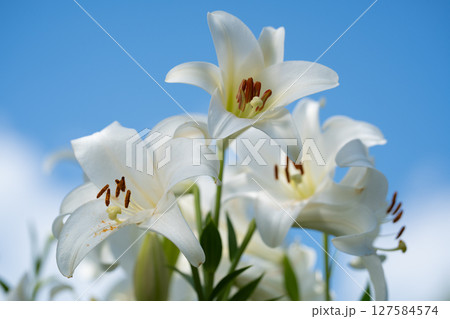 青空に映える白ユリ 127584574