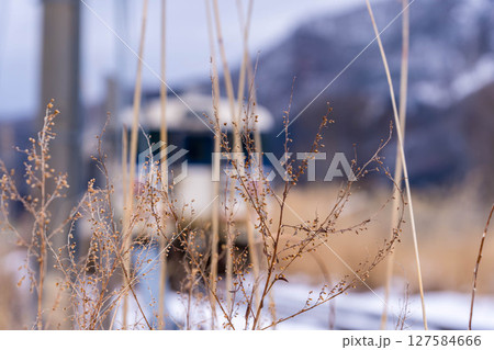 冬枯れの草花と列車~只見線沿線風景~ 冬枯れの草花と列車~只見線沿線風景~ 127584666