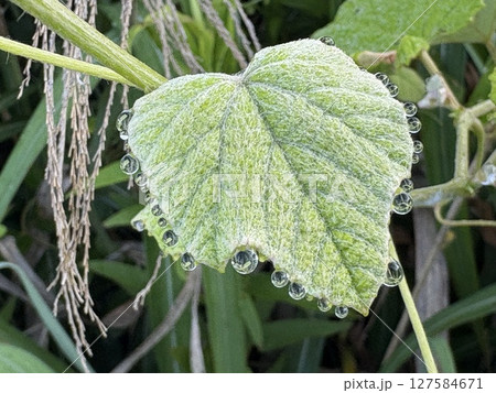 溢液現象_植物の作る宝石_ 露玉 溢液現象_植物の作る宝石_ 露玉 127584671