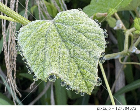 溢液現象_植物の作る宝石_ 露玉 127584672