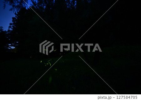 ホタルの輝き 127584705