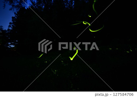 ホタルの輝き 127584706