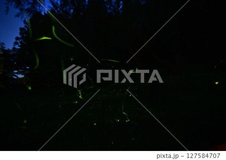 ホタルの輝き 127584707