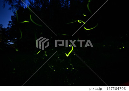 ホタルの輝き 127584708