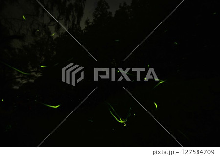 ホタルの輝き 127584709