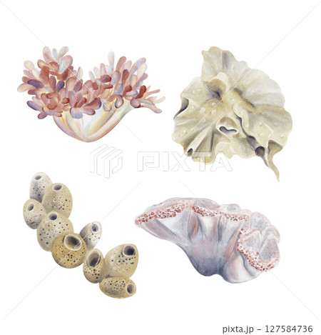 Set of sea plants. Echtinia, sea sponge and corals. Reef decor. Round plastic forms for seabed decoration. Watercolor illustration without background. Hand drawing. High quality illustration Set of sea plants. Echtinia, sea sponge and corals. Reef decor. Round plastic forms for seabed decoration. Watercolor illustration without background. Hand drawing. High quality illustration 127584736