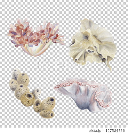 Set of sea plants. Echtinia, sea sponge and corals. Reef decor. Round plastic forms for seabed decoration. Watercolor illustration without background. Hand drawing. High quality illustration Set of sea plants. Echtinia, sea sponge and corals. Reef decor. Round plastic forms for seabed decoration. Watercolor illustration without background. Hand drawing. High quality illustration 127584736