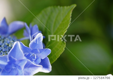 アップの紫陽花 127584766