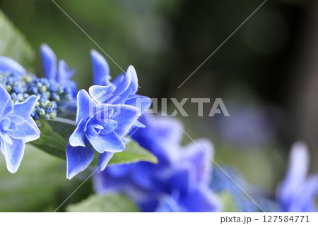 アップの紫陽花 アップの紫陽花 127584771