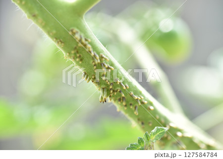 ミニトマトの茎にできた気根 ミニトマトの茎にできた気根 127584784