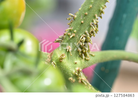 ミニトマトの茎にできた気根 127584863