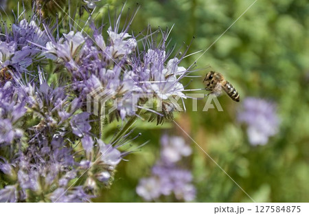 Honey bee on a purple phacelia flower Honey bee on a purple phacelia flower 127584875