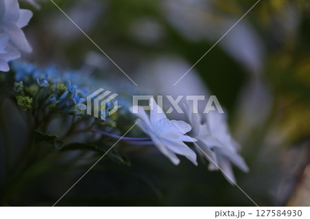 あじさい寺　大瀧山　西法院　 127584930